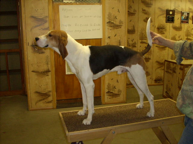 dog.jpg